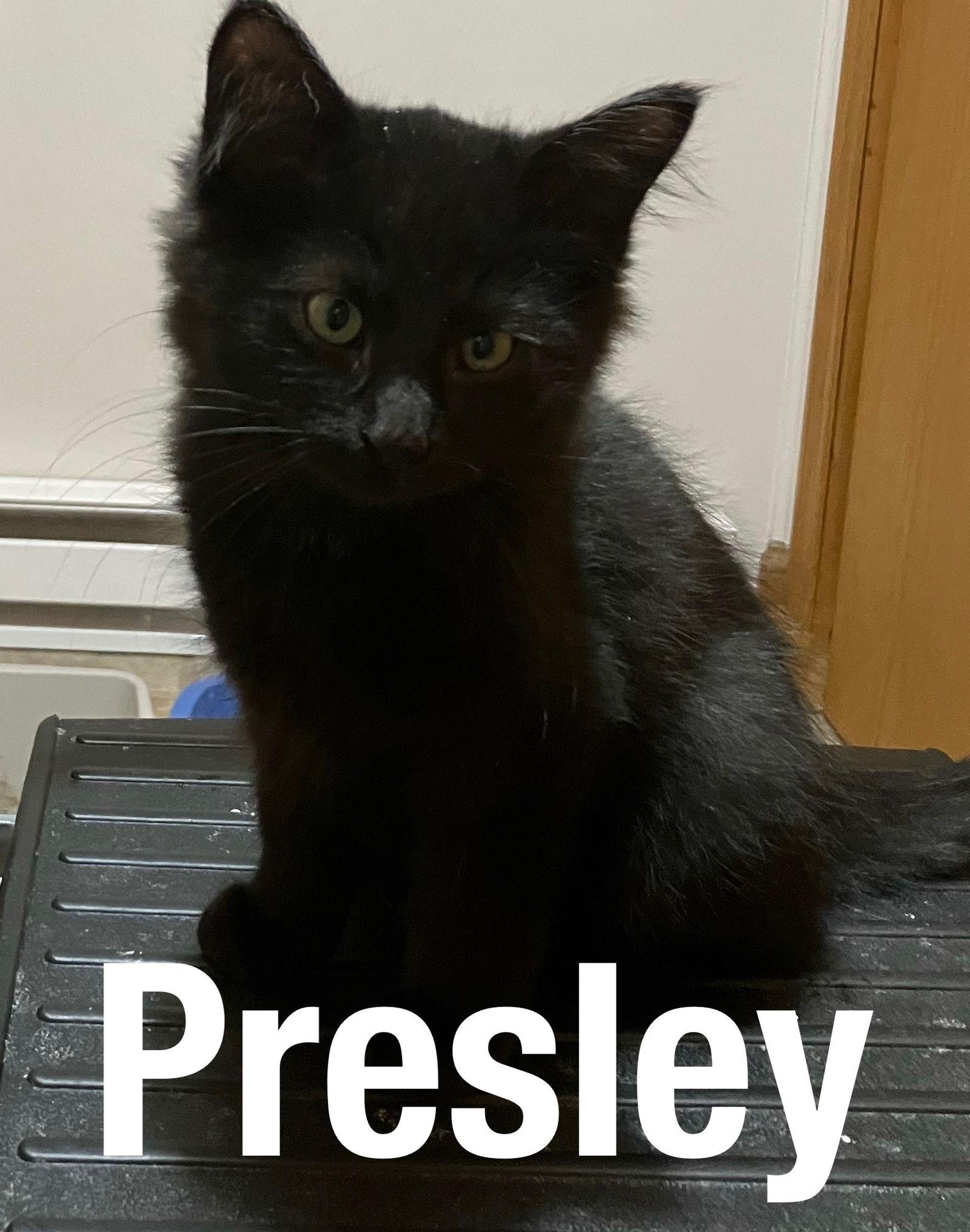 Enlarge Presley, a Adoptable Domestic Short Hair in Duluth, MN image 1/1