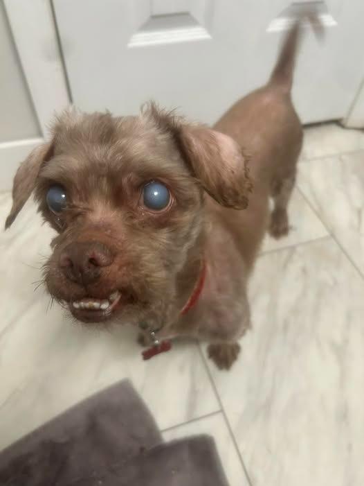 Crusty, Adoptable, Senior Male Terrier.