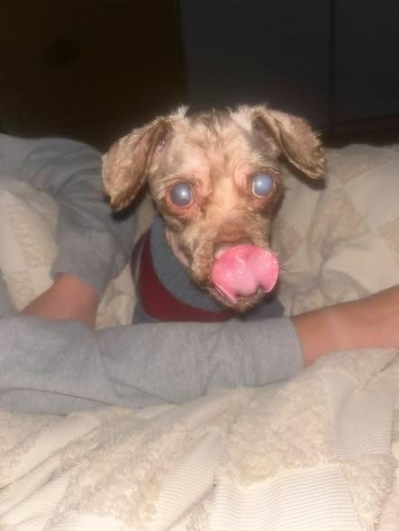 Crusty, Adoptable, Senior Male Terrier.