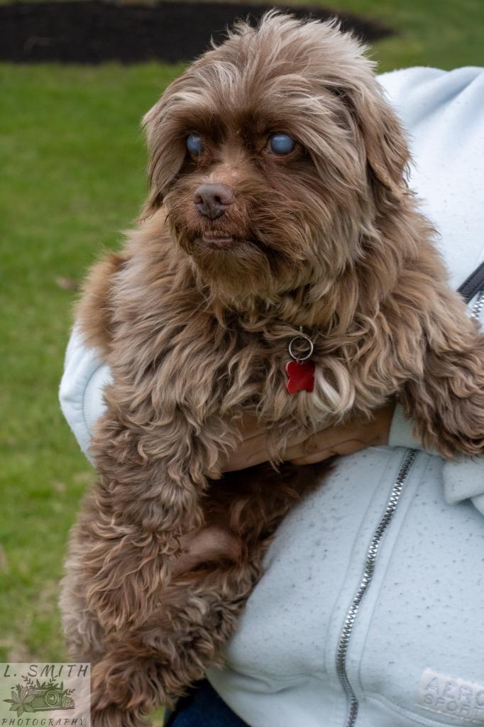 Enlarge Crusty, a Adoptable mixed breed in Kettering, OH image 1/4