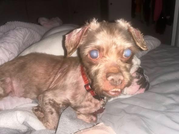 Crusty, a Adoptable mixed breed in Kettering, OH image 2/3