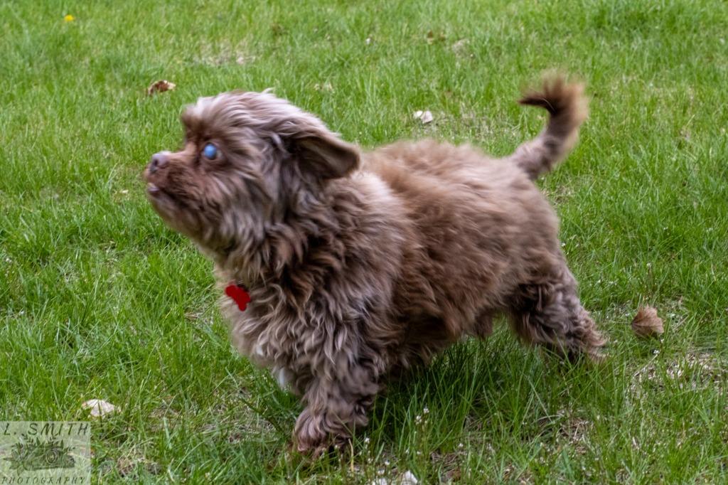 Enlarge Crusty, a Adoptable mixed breed in Kettering, OH image 3/4
