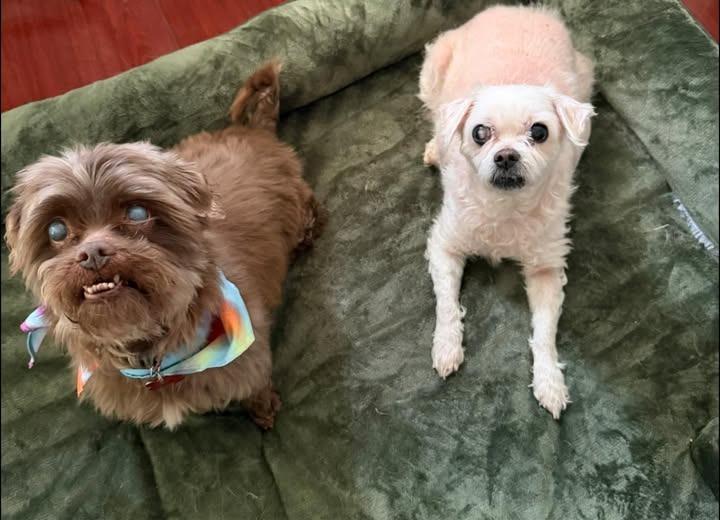 Crusty, Adoptable, Senior Male Terrier.