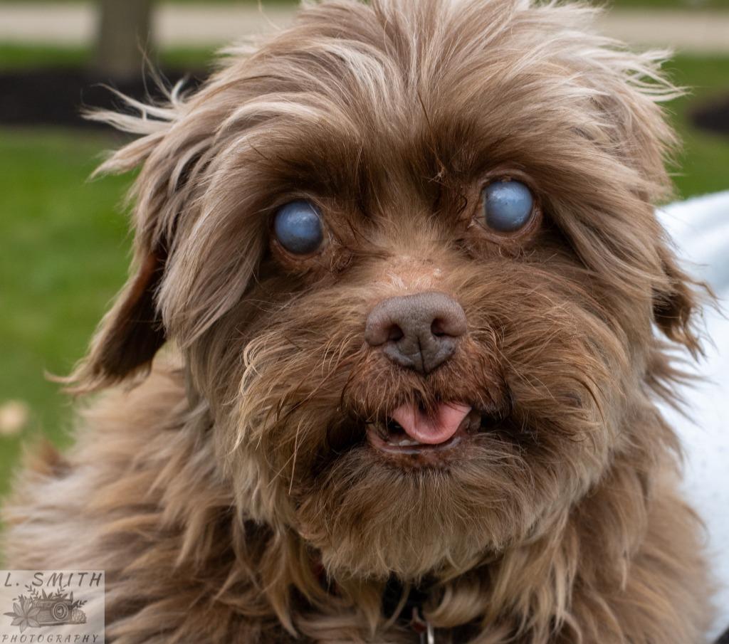 Enlarge Crusty, a Adoptable mixed breed in Kettering, OH image 4/4