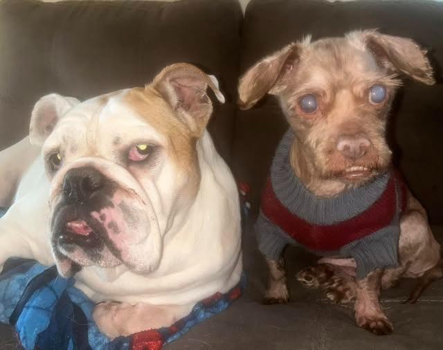 Crusty, a Adoptable mixed breed in Kettering, OH image 3/4