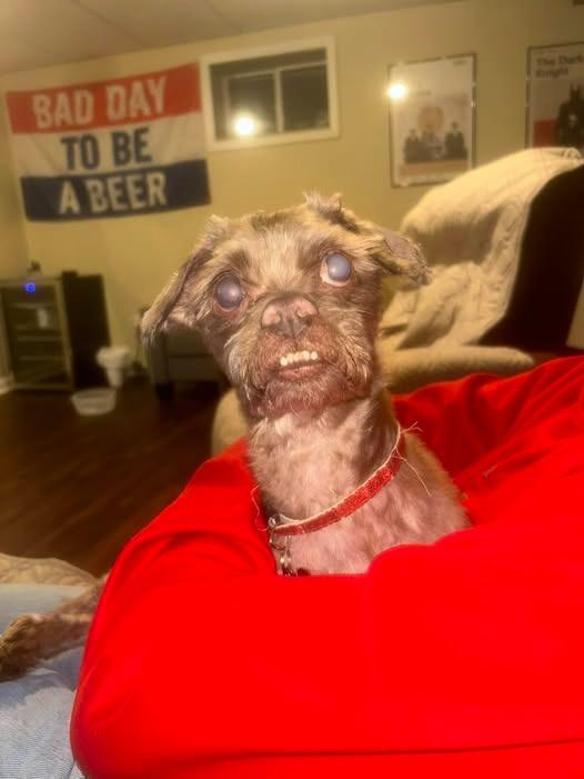 Crusty, a Adoptable mixed breed in Kettering, OH image 4/4