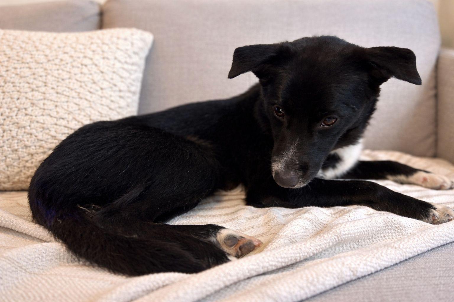 Enlarge Archie, a ADOPTABLE mixed breed in Markham, ON image 3/3