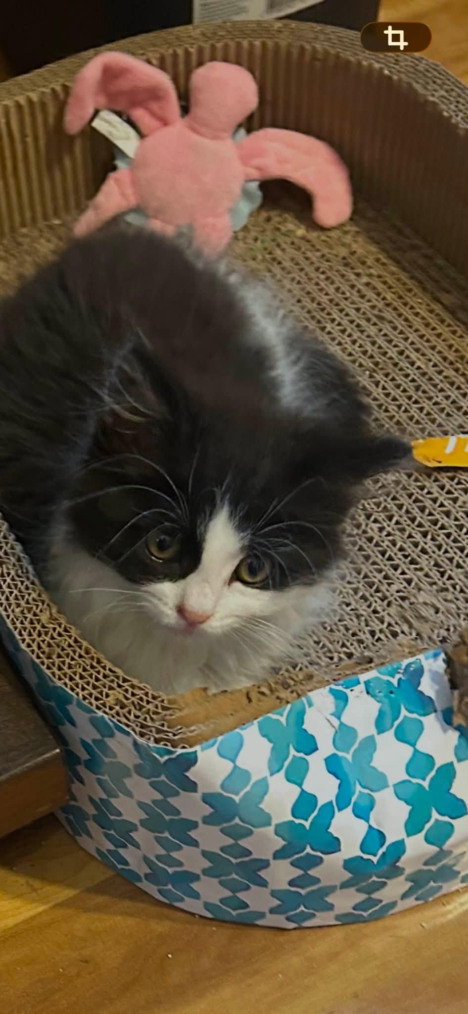 Prince - Kitten, Adoptable, Kitten Male Domestic Medium Hair.