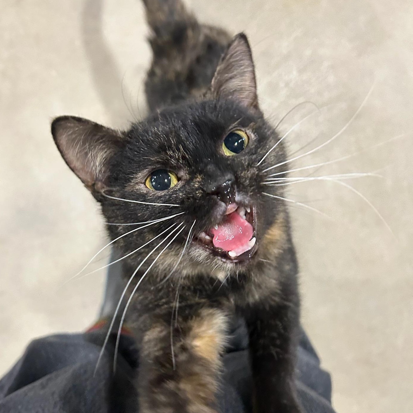 Eggy, a ADOPTABLE Domestic Short Hair in Ely, MN image 1/4