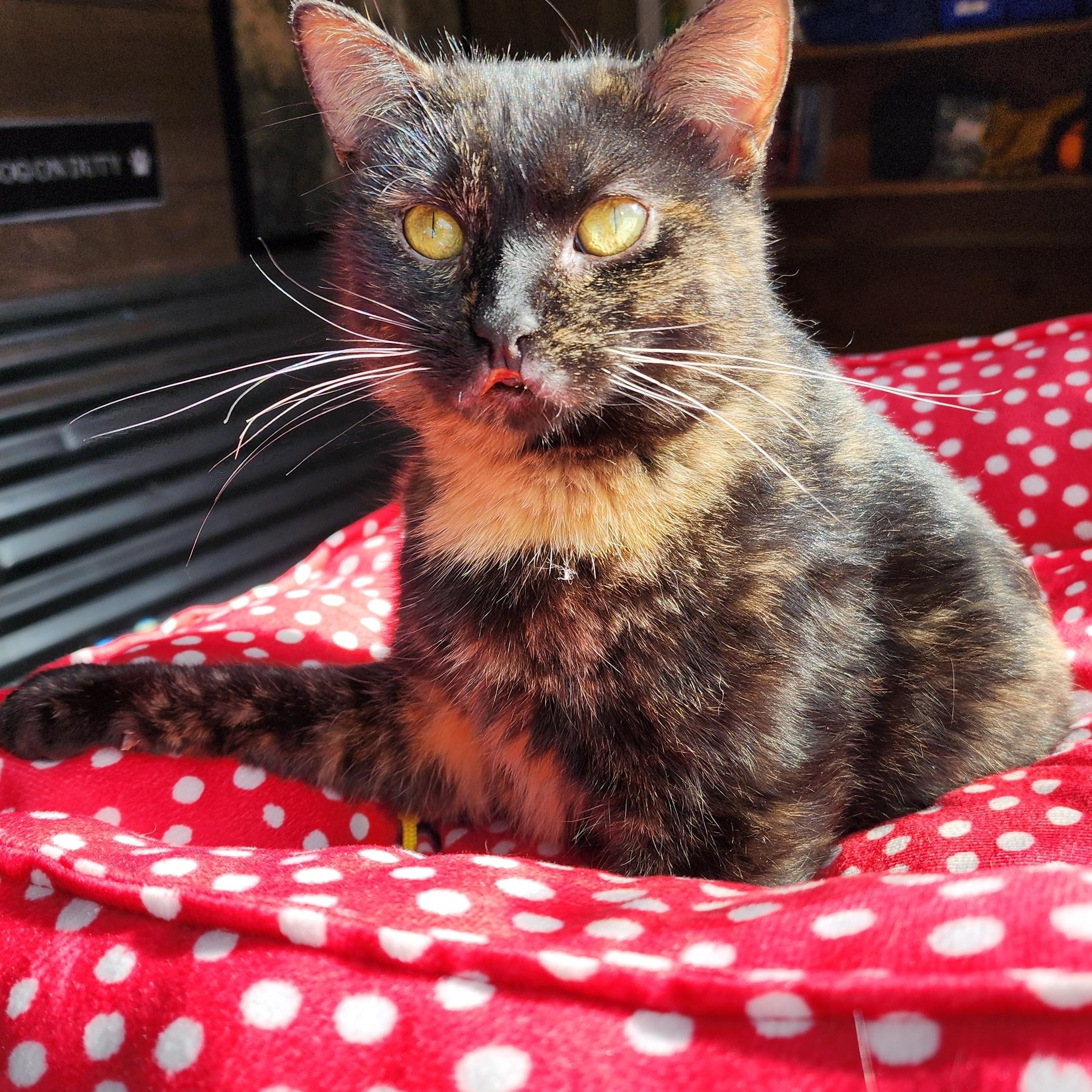 Eggy, a ADOPTABLE Domestic Short Hair in Ely, MN image 4/4