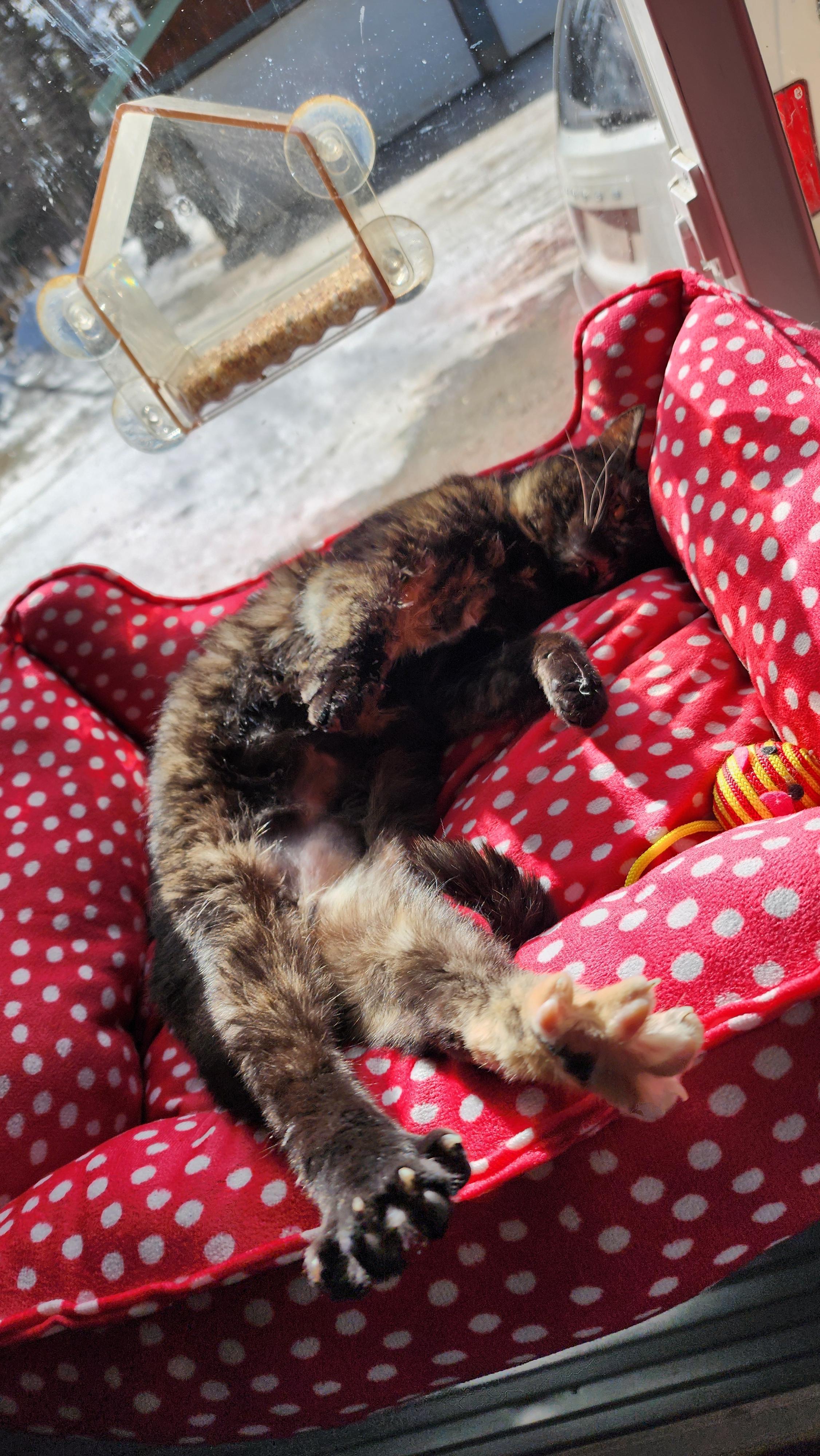 Eggy, a ADOPTABLE Domestic Short Hair in Ely, MN image 3/4