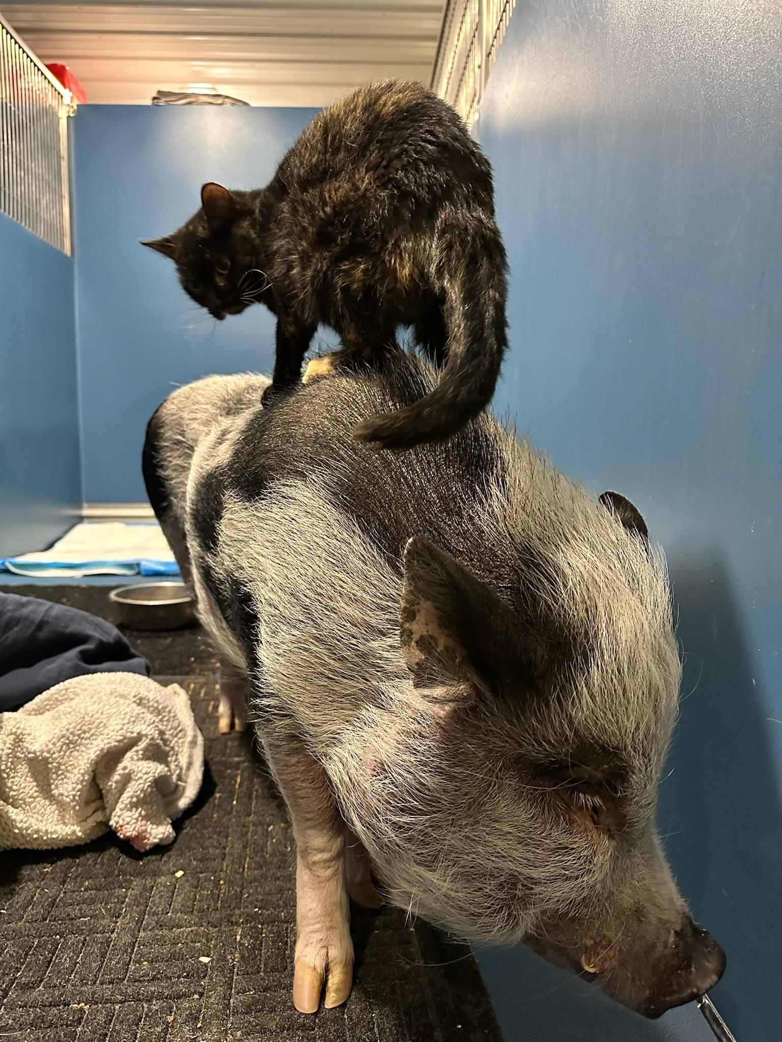 Eggy, a ADOPTABLE Domestic Short Hair in Ely, MN image 2/4