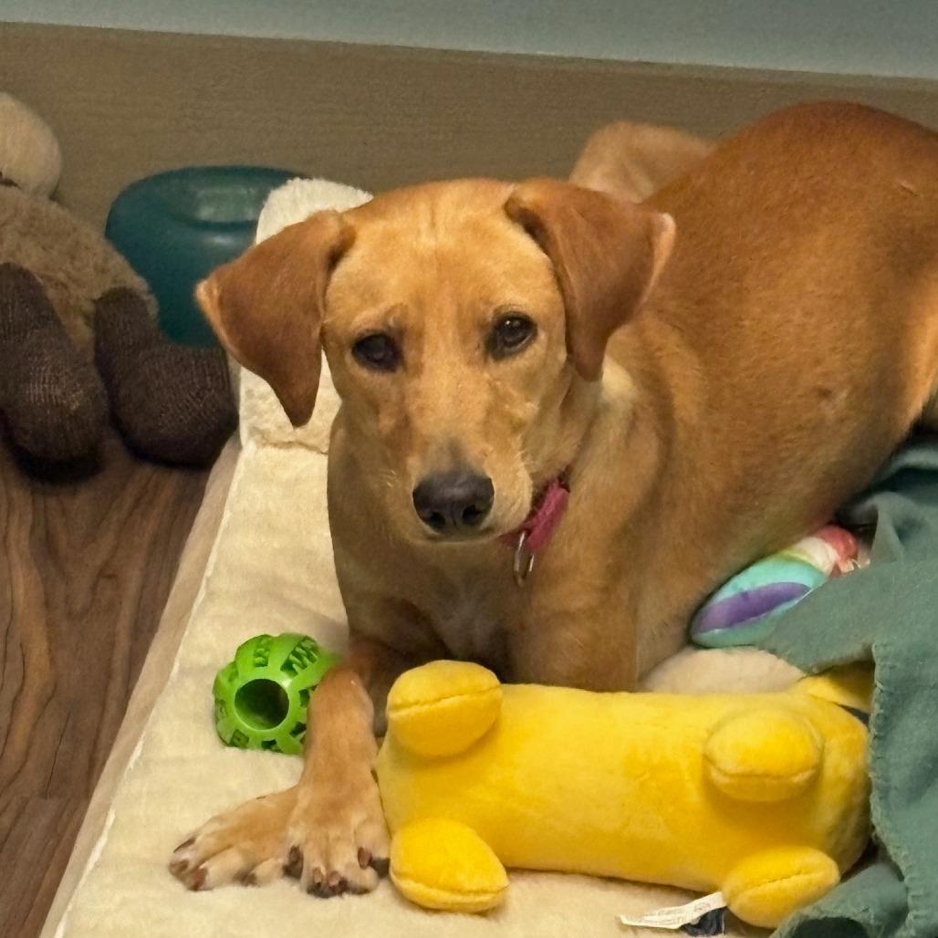 Enlarge Mars, a Adoptable Mixed Breed in LOXAHATCHEE, FL image 1/5