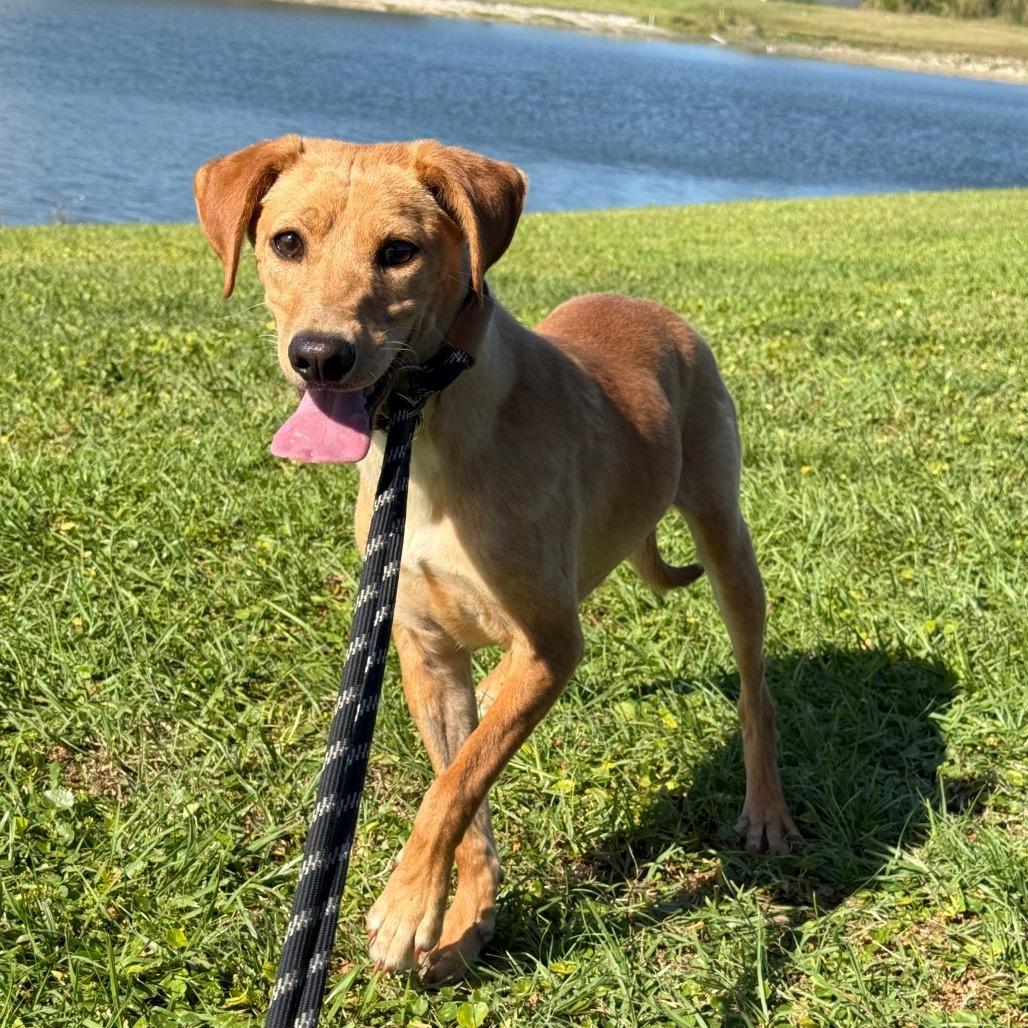 Enlarge Mars, a Adoptable Mixed Breed in LOXAHATCHEE, FL image 2/5
