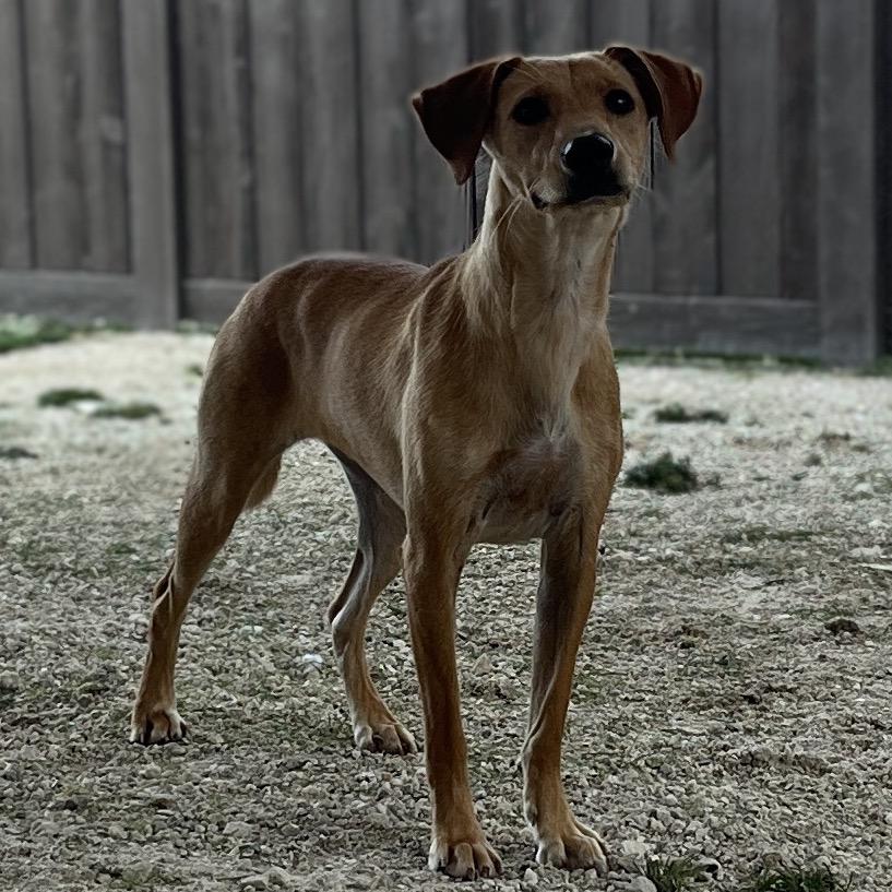 Enlarge Mars, a Adoptable Mixed Breed in LOXAHATCHEE, FL image 3/5