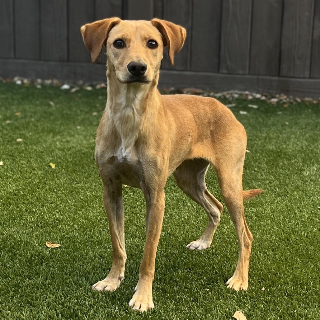 Enlarge Mars, a Adoptable Mixed Breed in LOXAHATCHEE, FL image 4/5