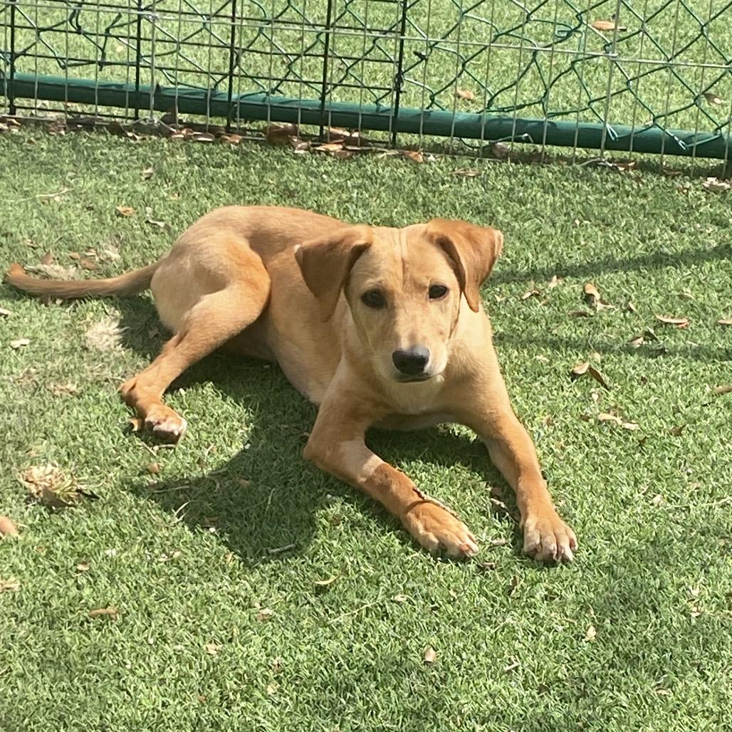 Enlarge Mars, a Adoptable Mixed Breed in LOXAHATCHEE, FL image 5/5