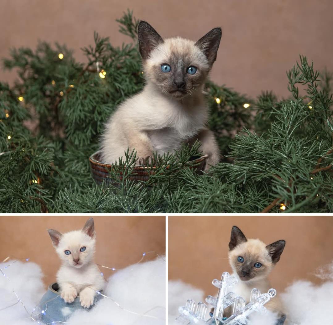 Siamese brother, sisters ADOPTED, Adopted, Kitten Female Siamese.