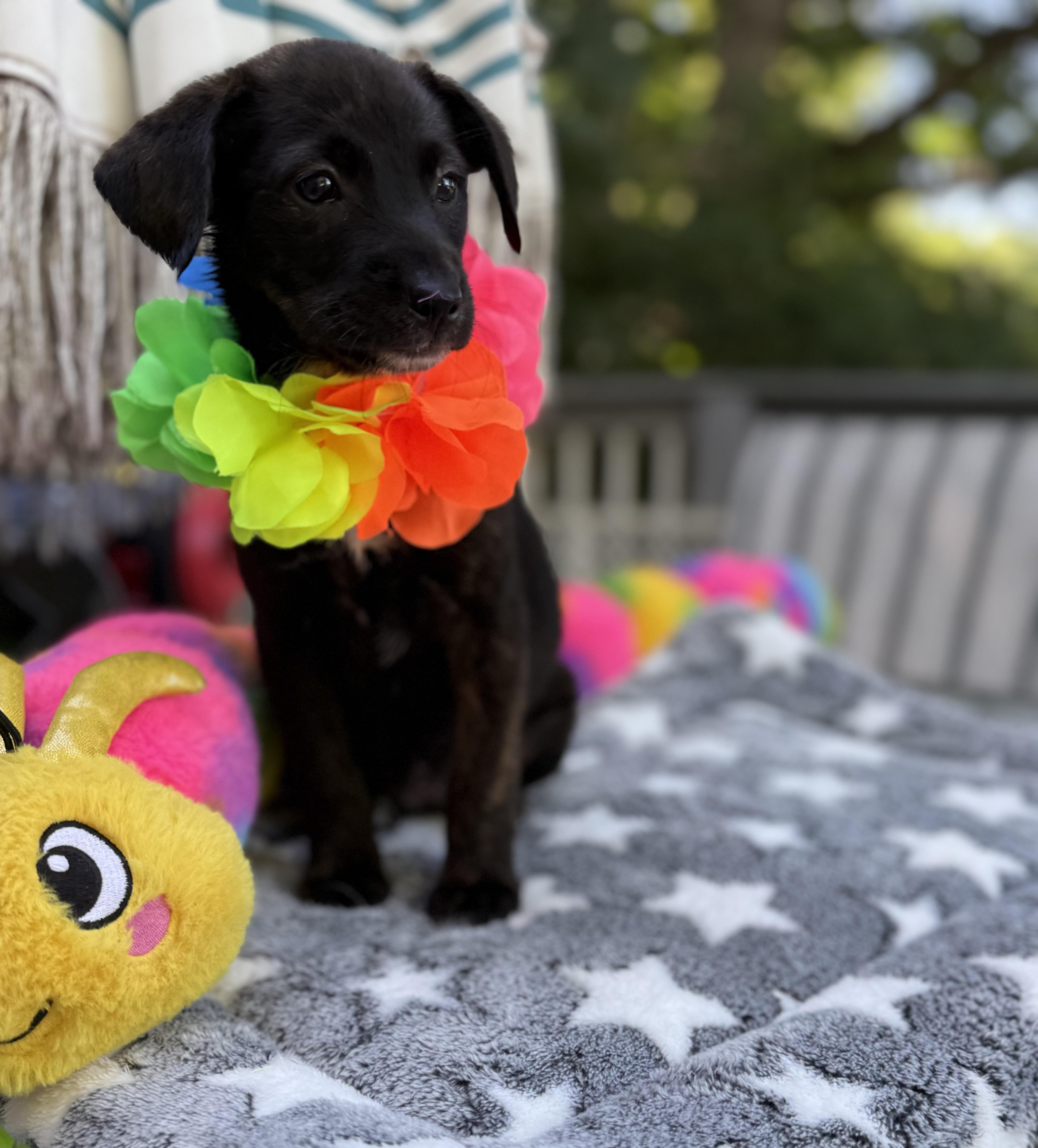 Dixie, ADOPTABLE, Puppy Female Border Collie & Terrier.