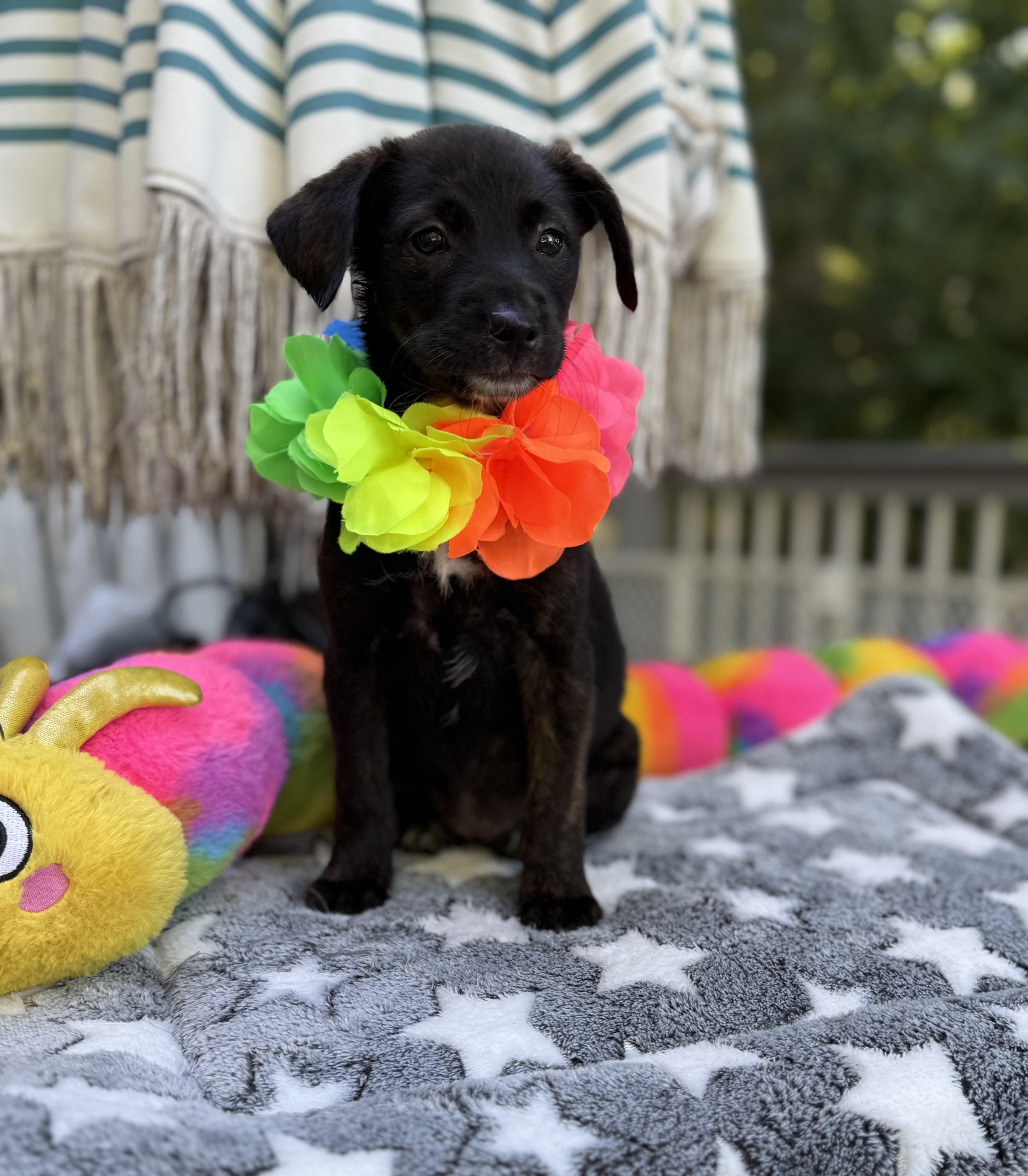 Dixie, a ADOPTABLE mixed breed in White Lake, MI image 2/6