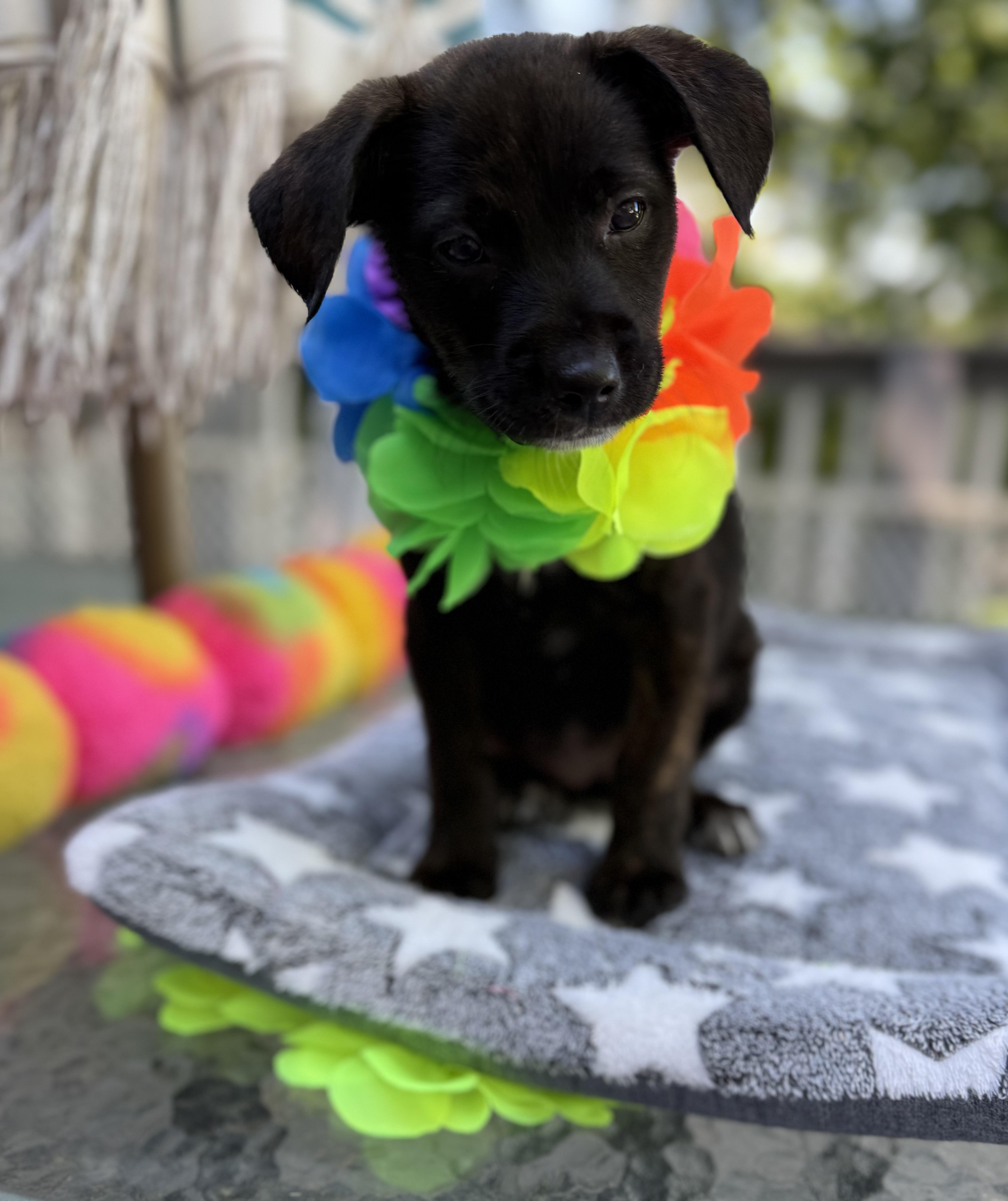 Dixie, a ADOPTABLE mixed breed in White Lake, MI image 5/6