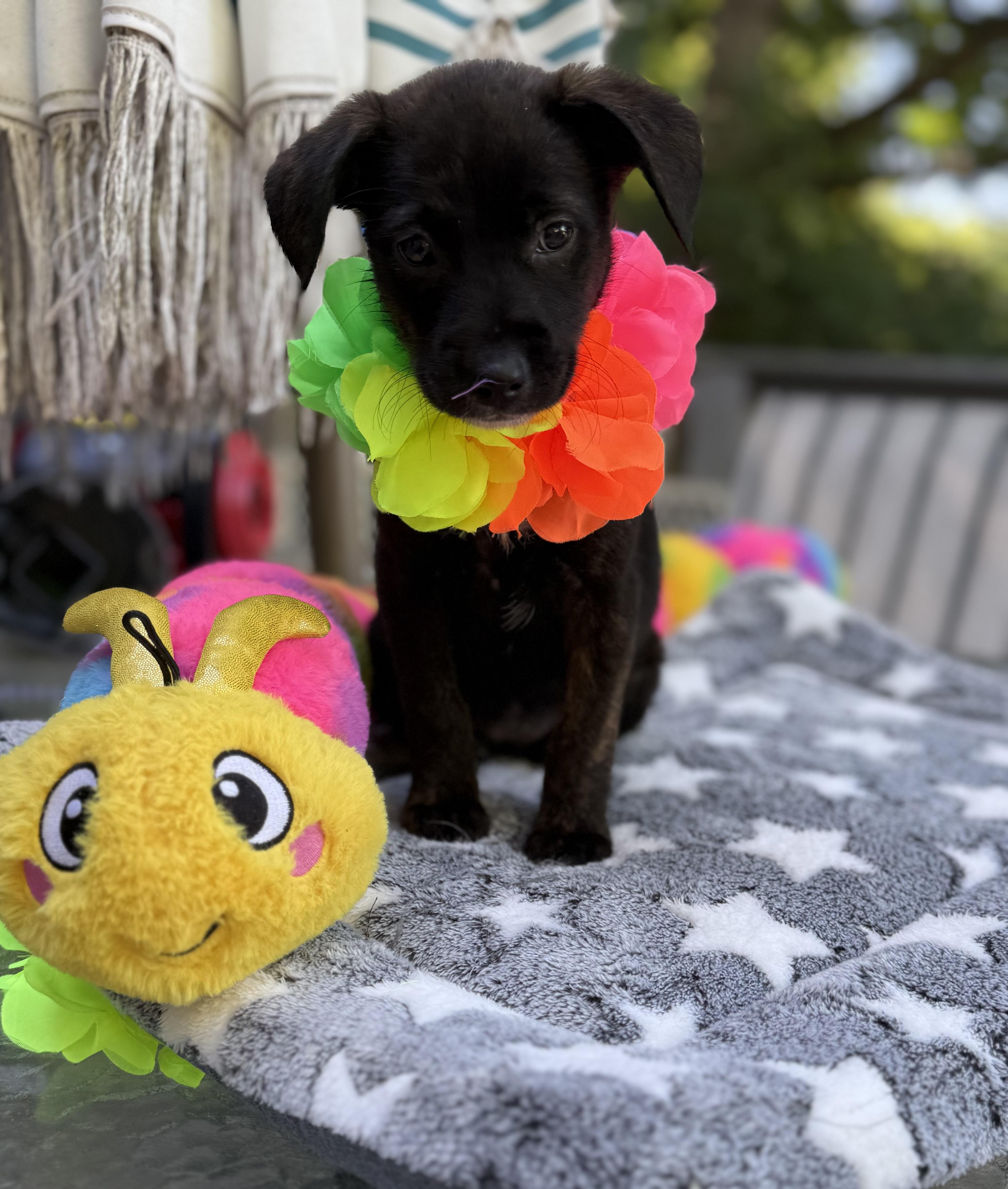 Dixie, a ADOPTABLE mixed breed in White Lake, MI image 3/6