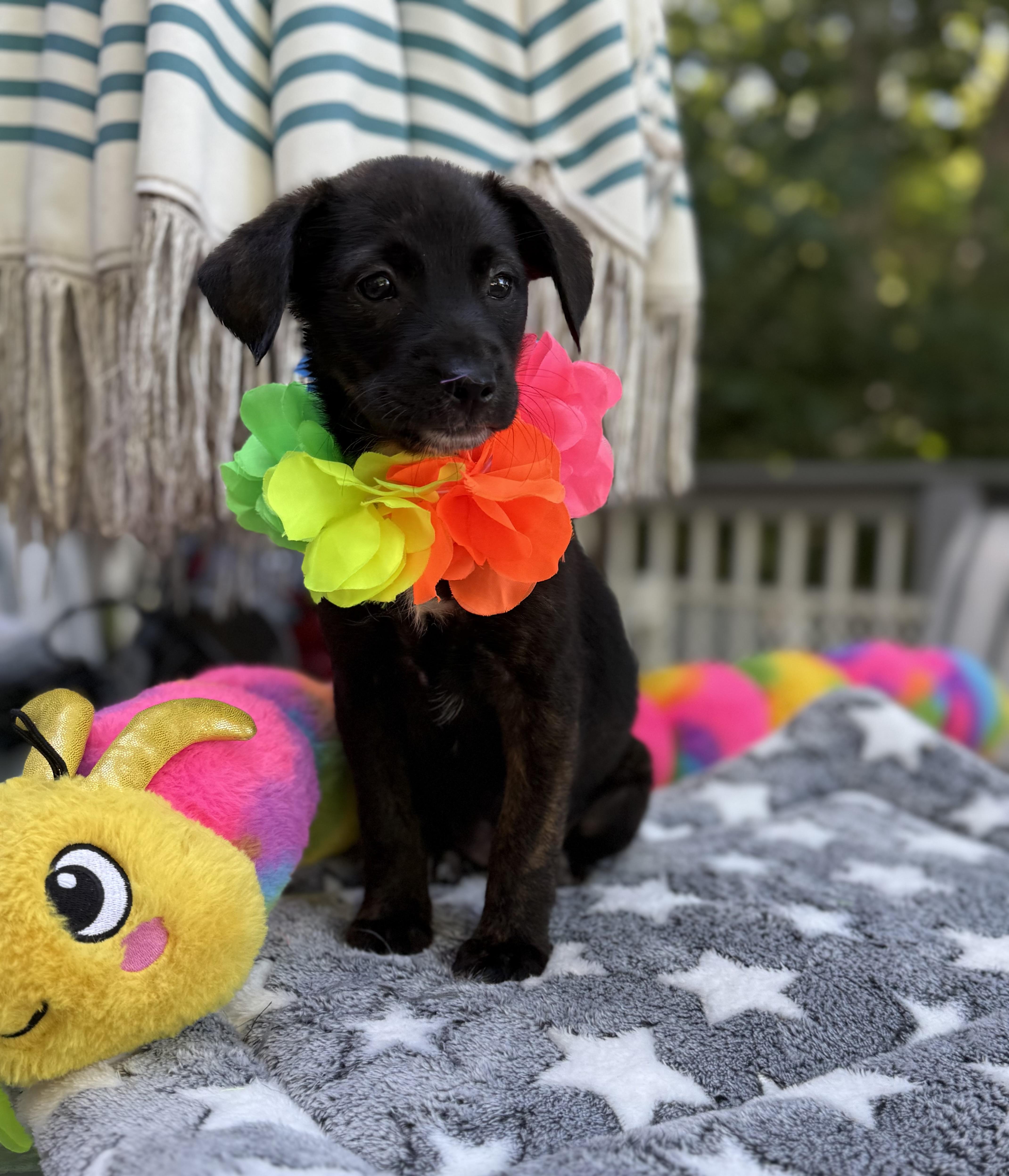 Dixie, a ADOPTABLE mixed breed in White Lake, MI image 4/6