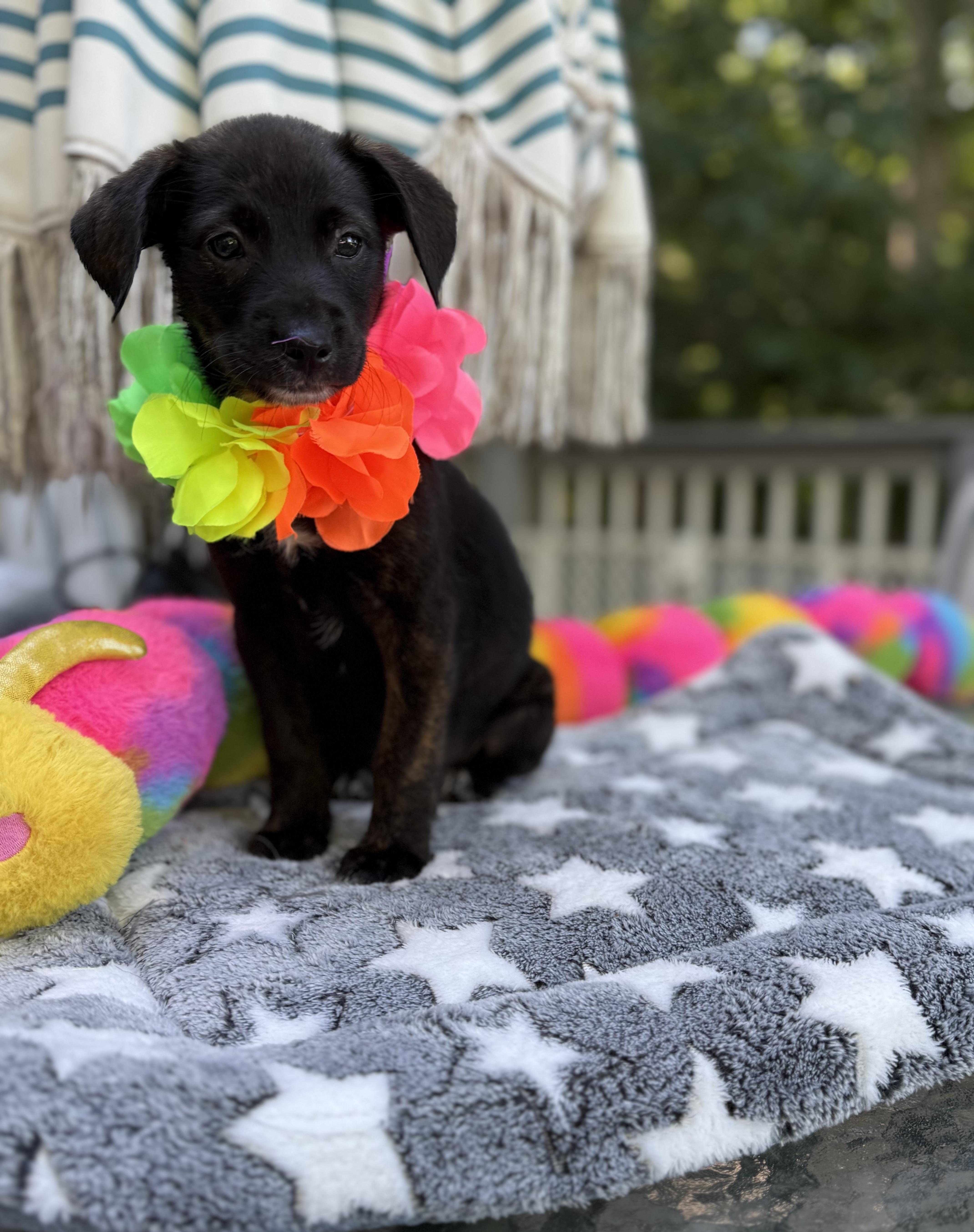 Dixie, a ADOPTABLE mixed breed in White Lake, MI image 6/6