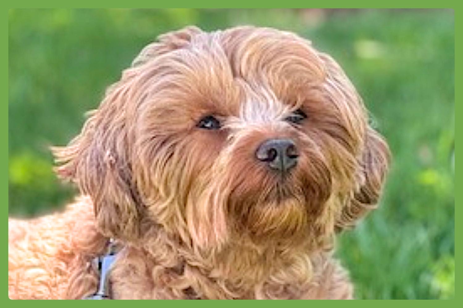 Marco, Adoptable, Adult Male Maltipoo.