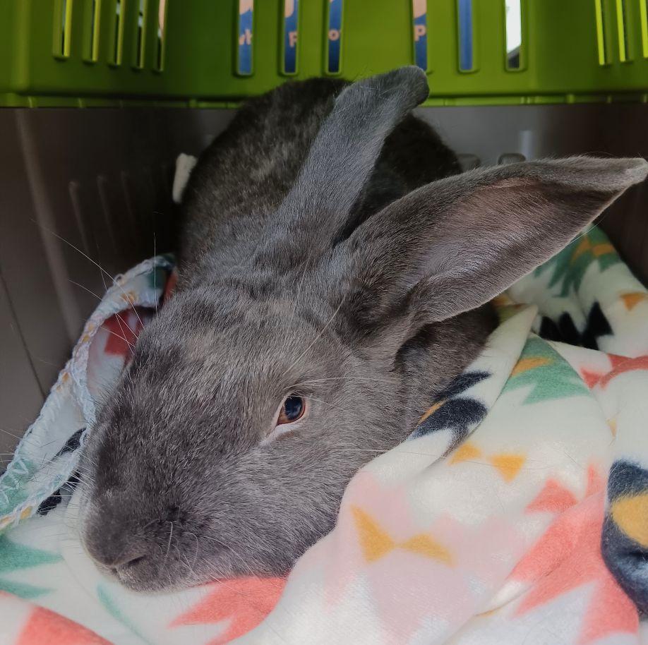 Grayson, Adoptable, Adult Male Flemish Giant.