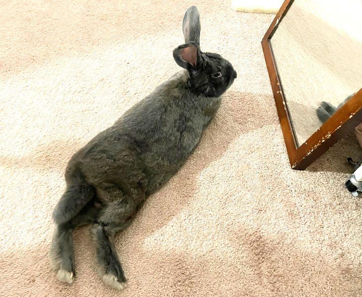 Enlarge Grayson, a Adoptable mixed breed in Utica, NY image 2/6