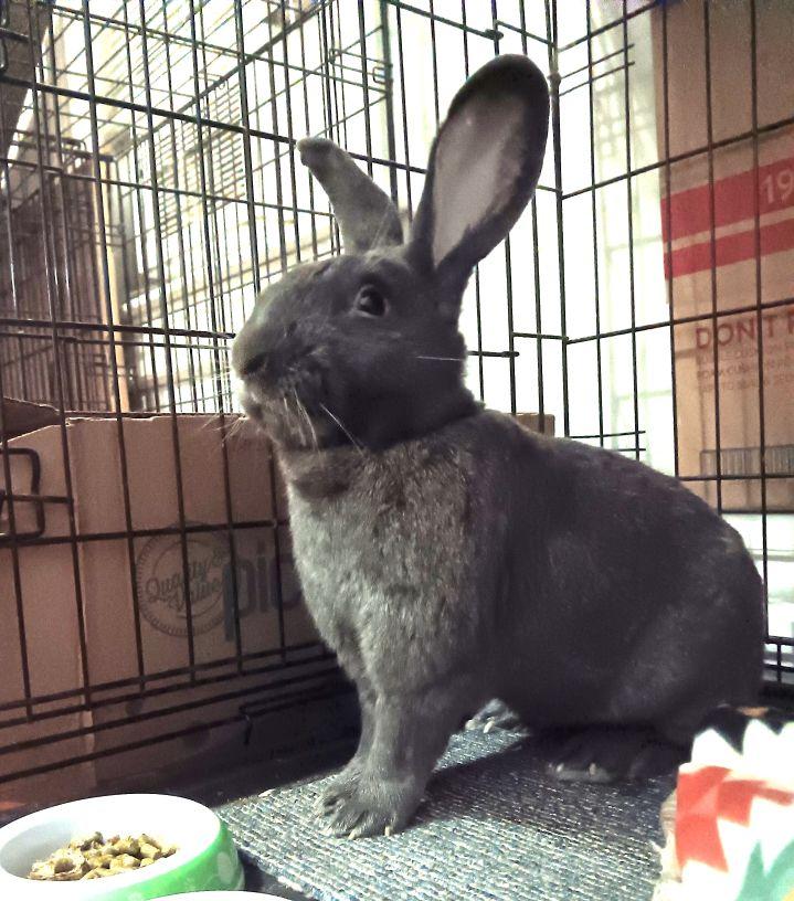 Enlarge Grayson, a Adoptable mixed breed in Utica, NY image 3/6