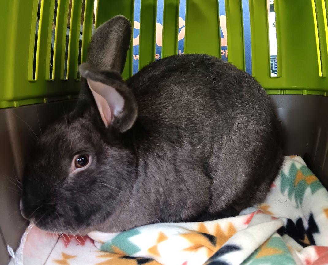 Enlarge Grayson, a Adoptable mixed breed in Utica, NY image 4/6