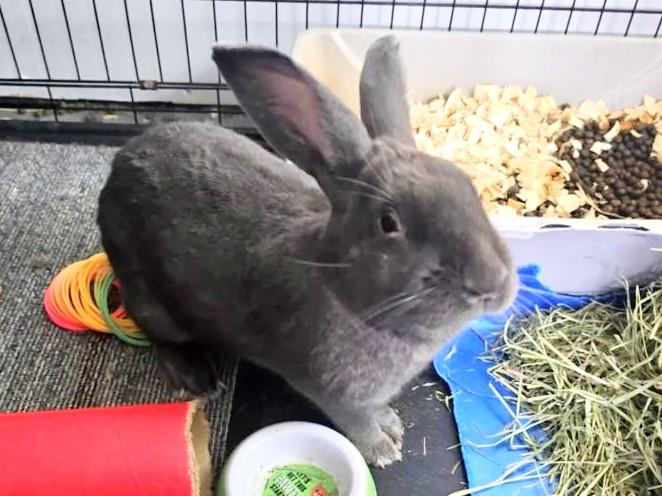 Grayson, Adoptable, Adult Male Bunny Rabbit.