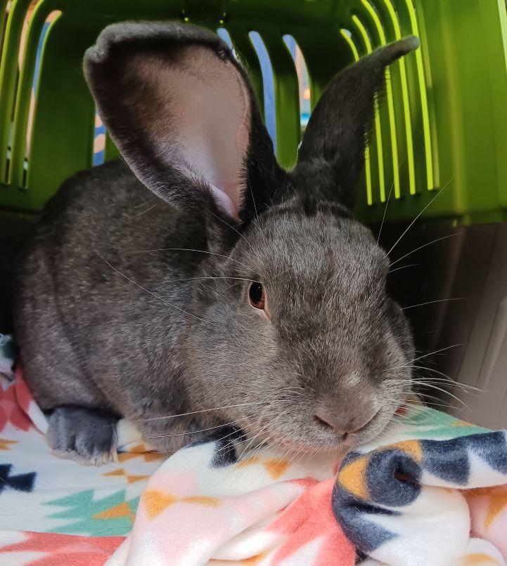 Enlarge Grayson, a Adoptable mixed breed in Utica, NY image 6/6