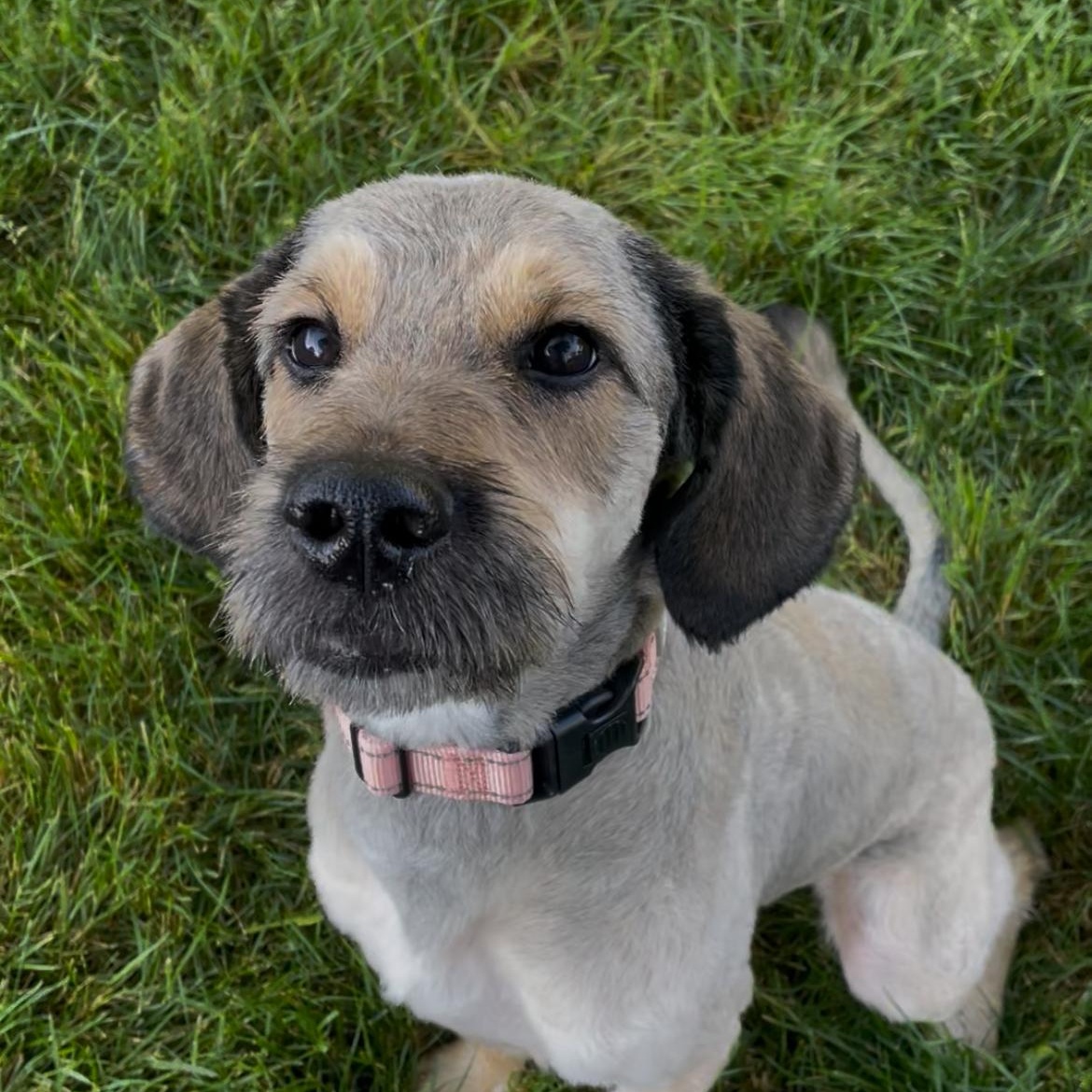 Enlarge Mabel, a ADOPTABLE Goldendoodle in Palisades Park, NJ image 5/5