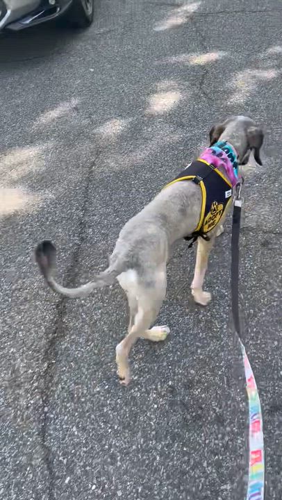 Enlarge Mabel, a ADOPTABLE Goldendoodle in Palisades Park, NJ video 1/5