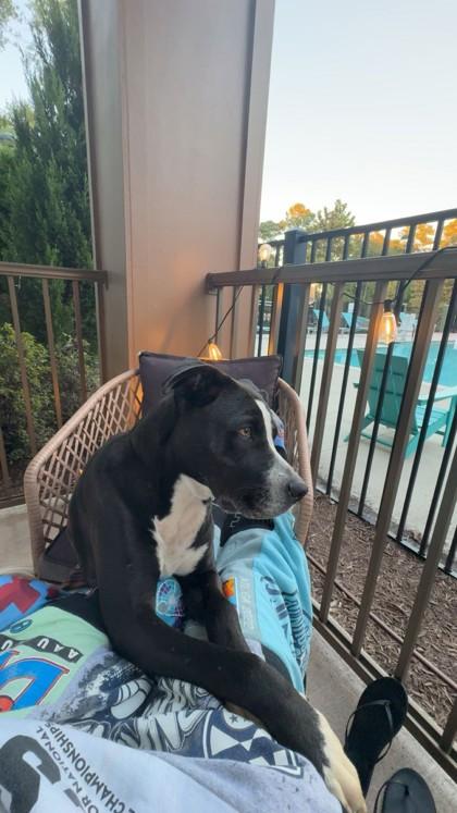 Enlarge Amara (HW+), a Adoptable mixed breed in Conway, SC image 2/3