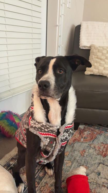 Amara (HW+), Adoptable, Adult Female American Bulldog & Mixed Breed.
