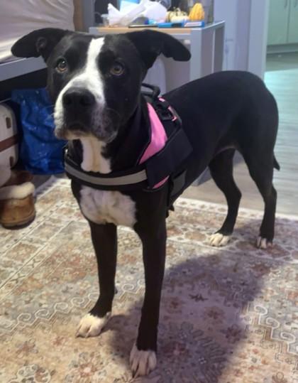 Enlarge Amara (HW+), a Adoptable mixed breed in Conway, SC image 3/3