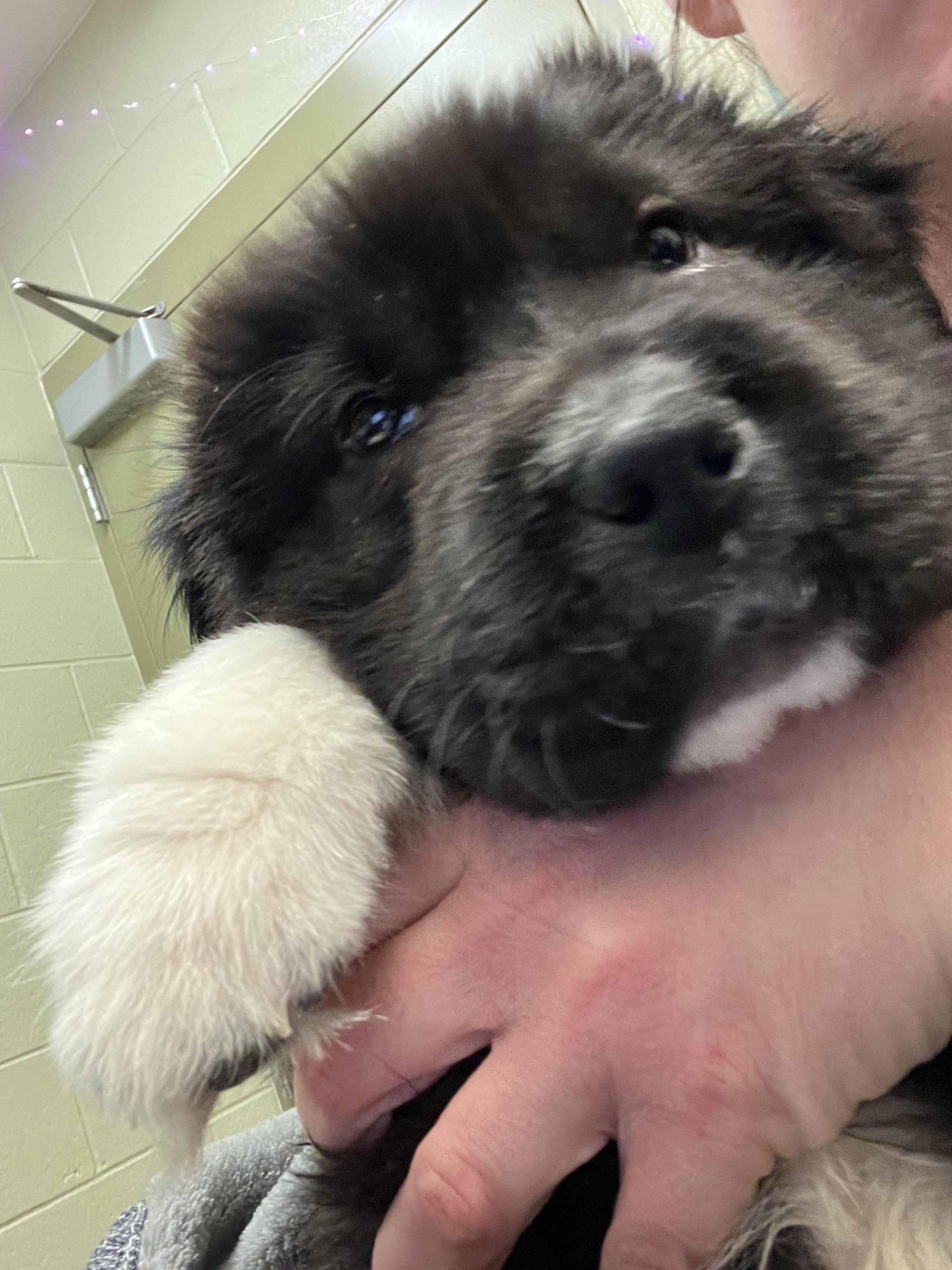 Enlarge Apollo, an adopted mixed breed in Fort Collins, CO image 6/6