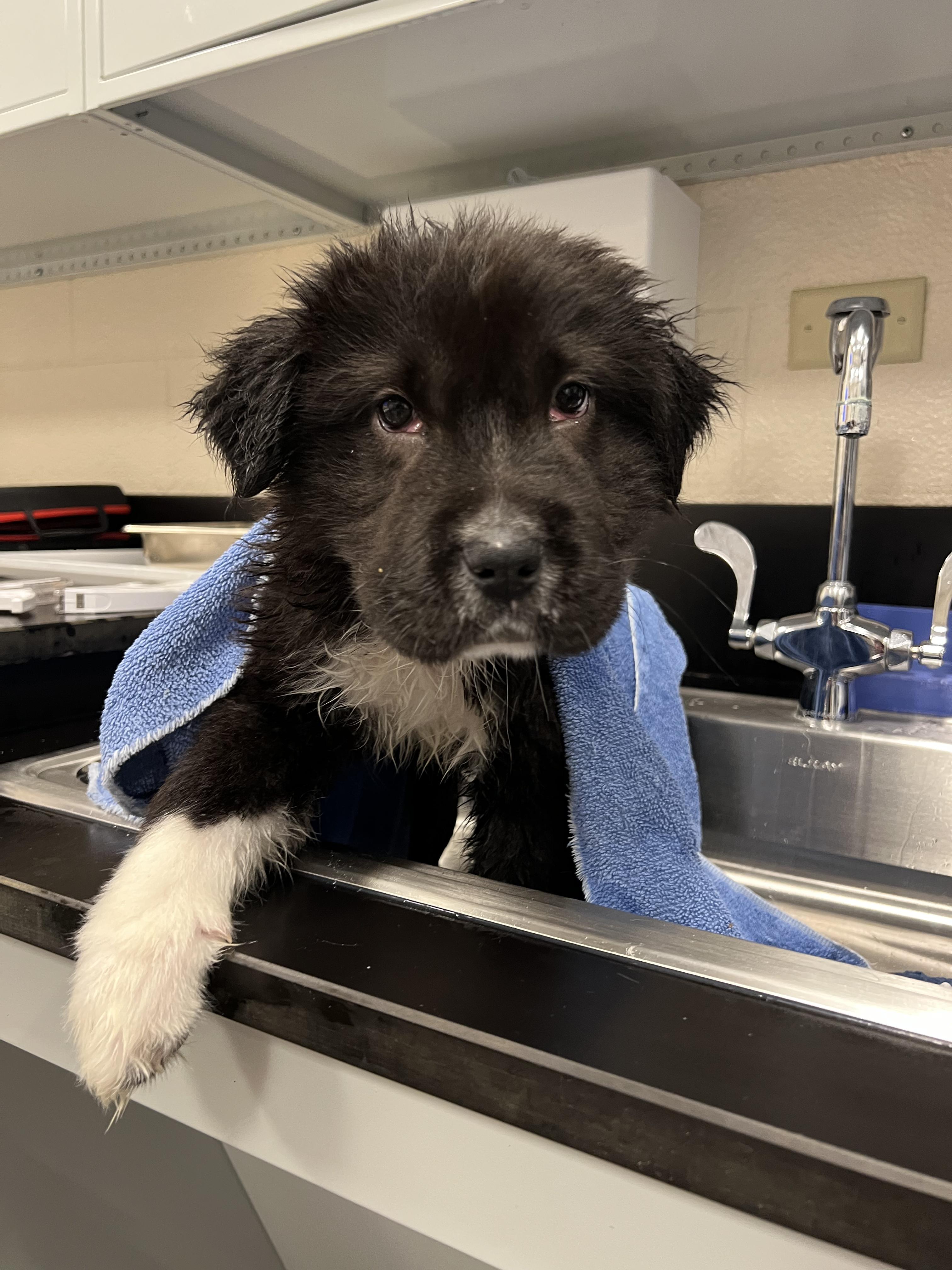 Enlarge Apollo, an adopted mixed breed in Fort Collins, CO image 4/6