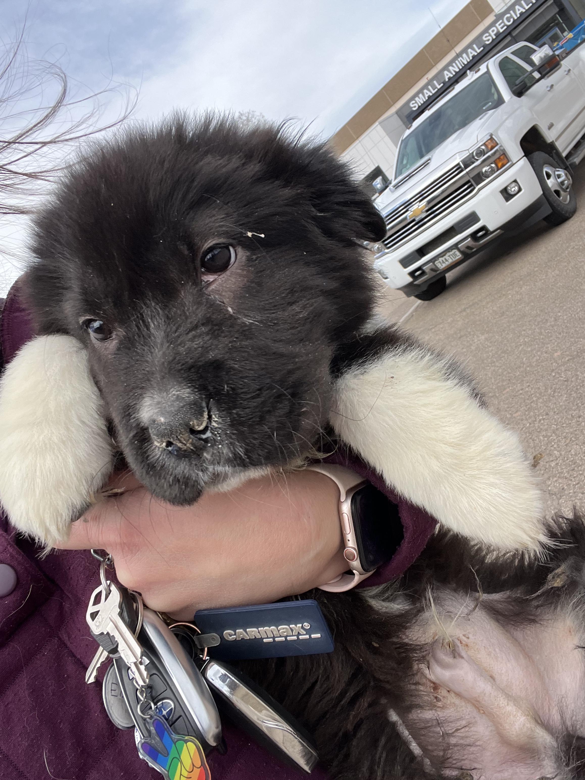 Enlarge Apollo, an adopted mixed breed in Fort Collins, CO image 2/6