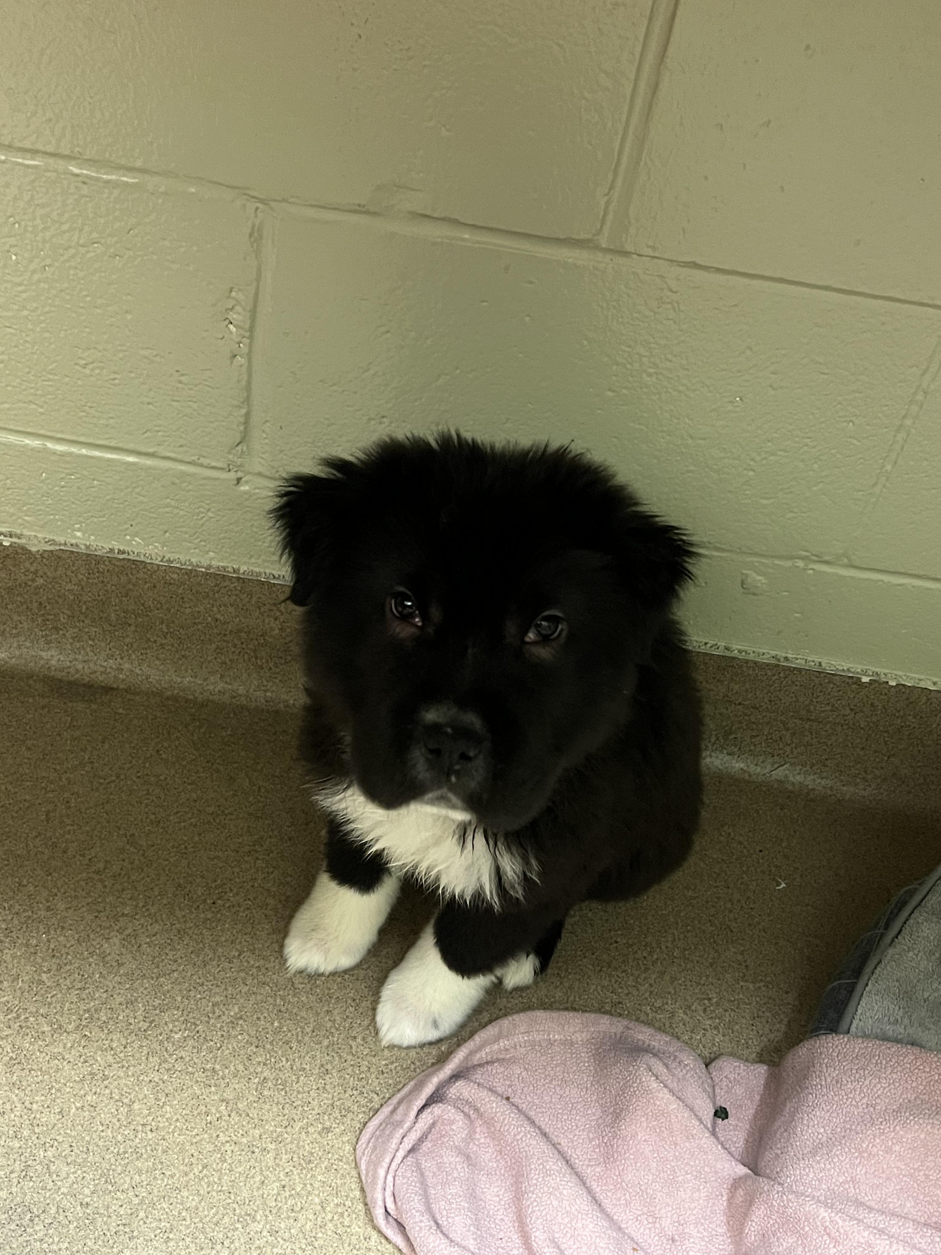 Enlarge Apollo, an adopted mixed breed in Fort Collins, CO image 3/6