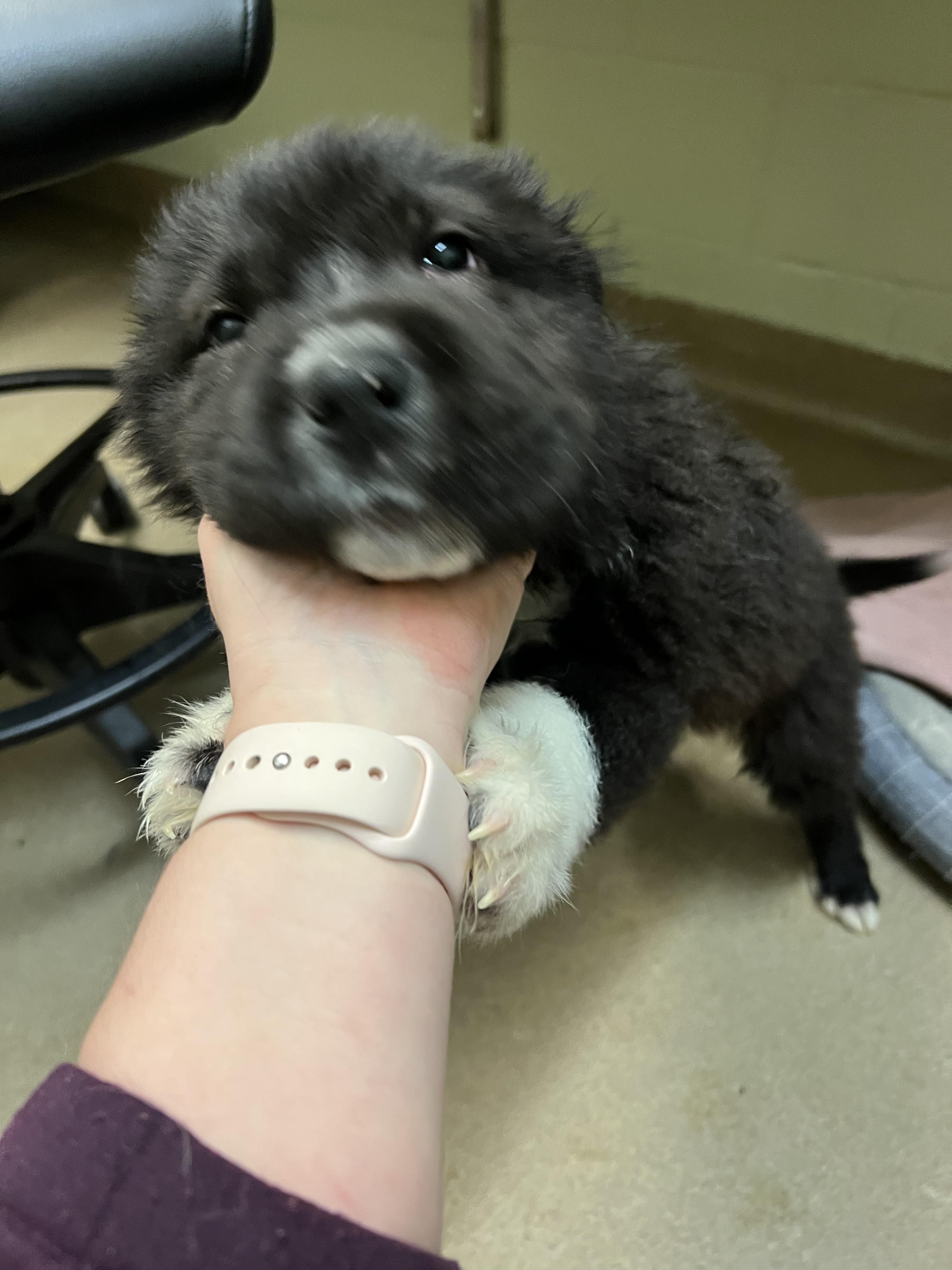 Enlarge Apollo, an adopted mixed breed in Fort Collins, CO image 5/6