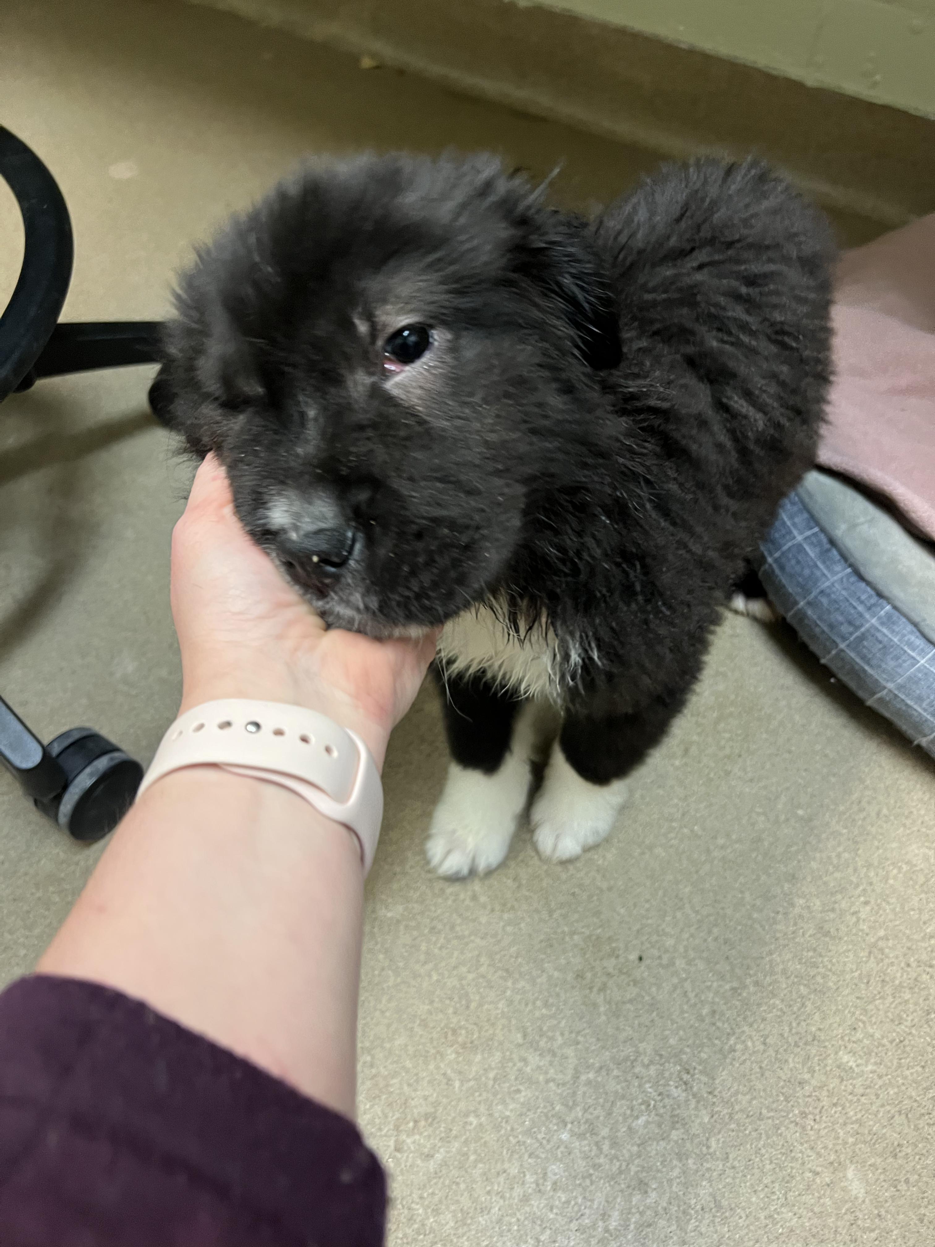 Apollo, adopted, Puppy Male Chow Chow.