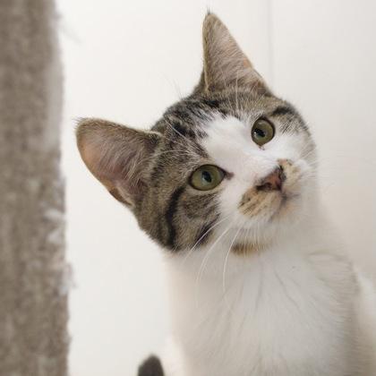 Enlarge Shasta, a Adoptable Domestic Short Hair in Verona, WI image 1/3