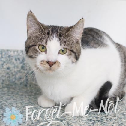 Enlarge Shasta, a Adoptable Domestic Short Hair in Verona, WI image 1/3