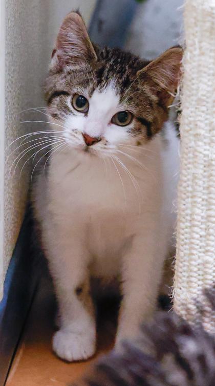 Enlarge Shasta, a Adoptable Domestic Short Hair in Verona, WI image 2/3
