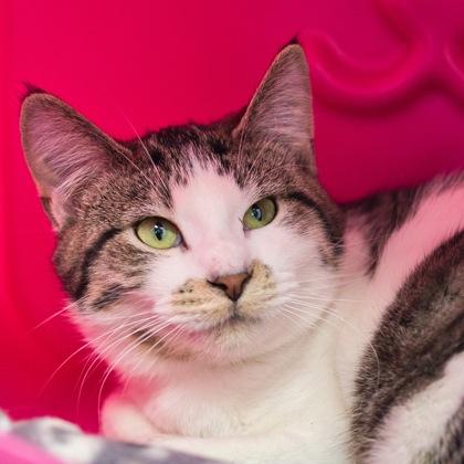 Shasta, Adoptable, Kitten Female Domestic Short Hair & Domestic Short Hair.